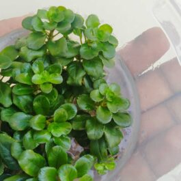 Jumbo sized TC cup- Ludwigia Sphaerocarpa (Tissue culture cup)