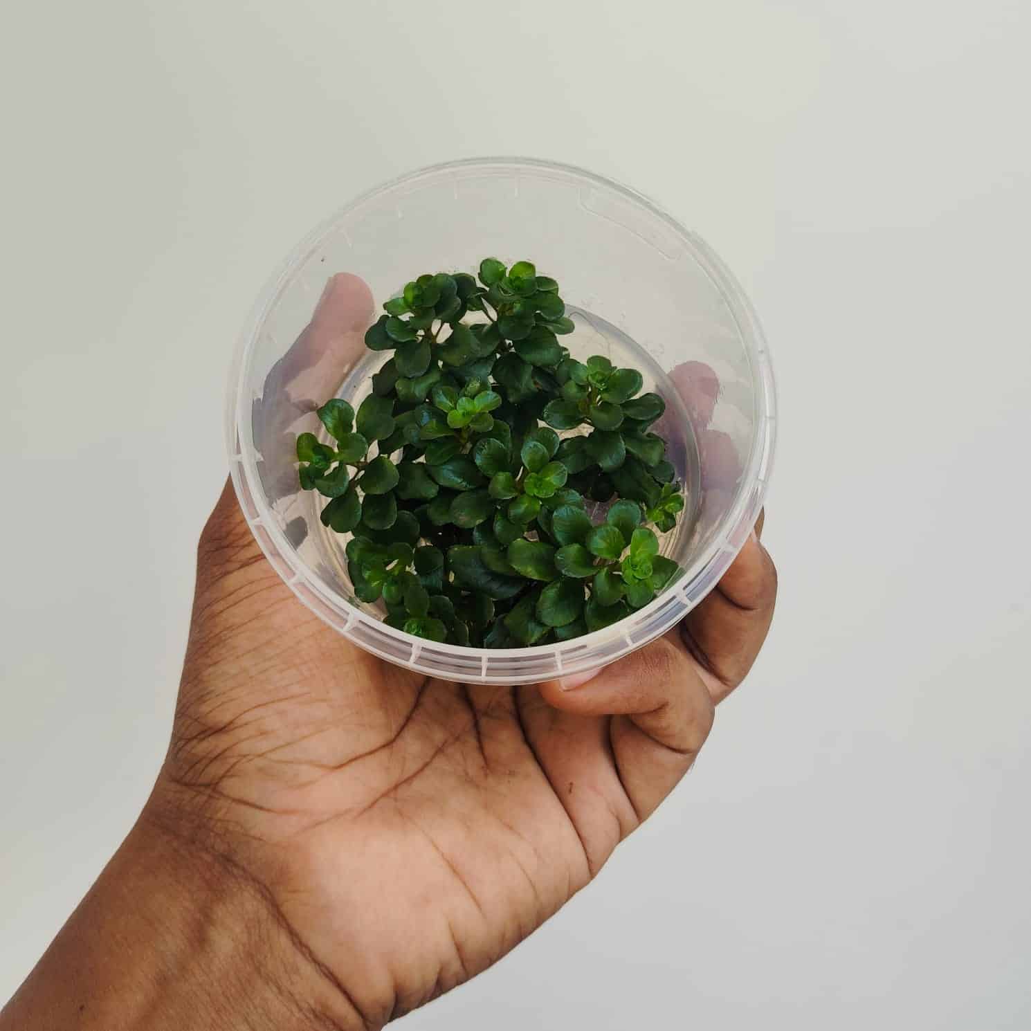 Jumbo sized TC cup- Ludwigia Sphaerocarpa (Tissue culture cup) - Image 3