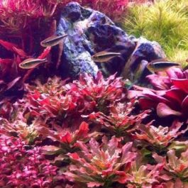 Jumbo sized TC cup- Ludwigia Sphaerocarpa (Tissue culture cup)