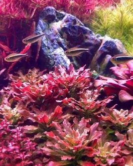 Jumbo sized TC cup- Ludwigia Sphaerocarpa (Tissue culture cup)