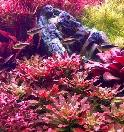 Jumbo sized TC cup- Ludwigia Sphaerocarpa (Tissue culture cup)