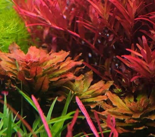 Jumbo sized TC cup- Ludwigia Sphaerocarpa (Tissue culture cup) - Image 5