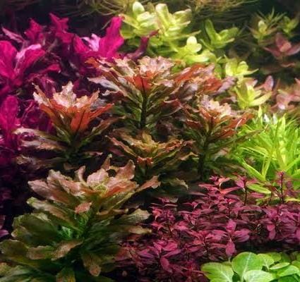 Jumbo sized TC cup- Ludwigia Sphaerocarpa (Tissue culture cup) - Image 6