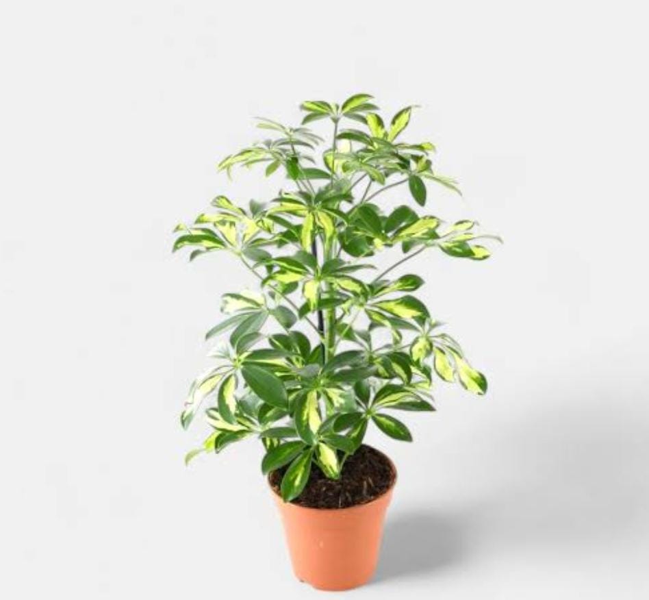 Schefflera Variegated (small plant pot) - Image 5