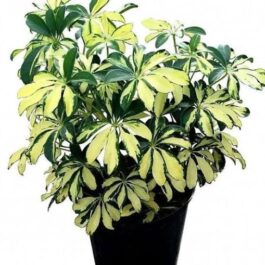 Schefflera Variegated (small plant pot)