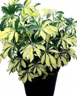 Schefflera Variegated (small plant pot)