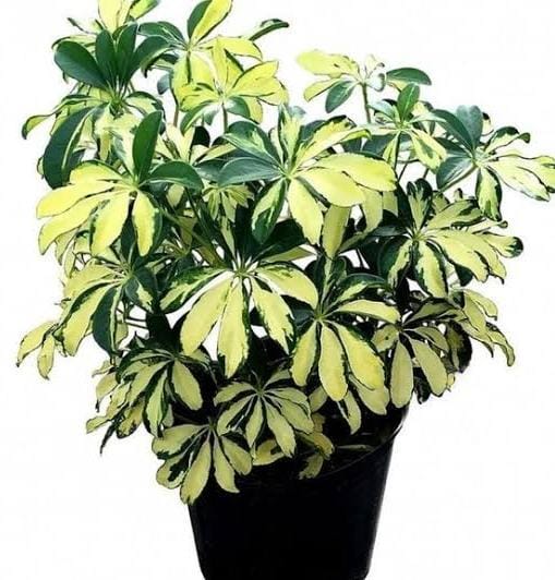 Schefflera Variegated (small plant pot)