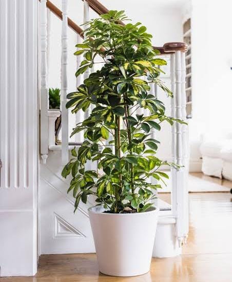 Schefflera Variegated (small plant pot) - Image 3