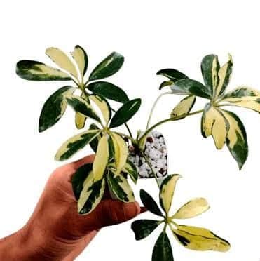 Schefflera Variegated (small plant pot) - Image 2