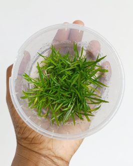 Jumbo sized TC cup- Cryptocoryne willisii (Tissue Culture cup)