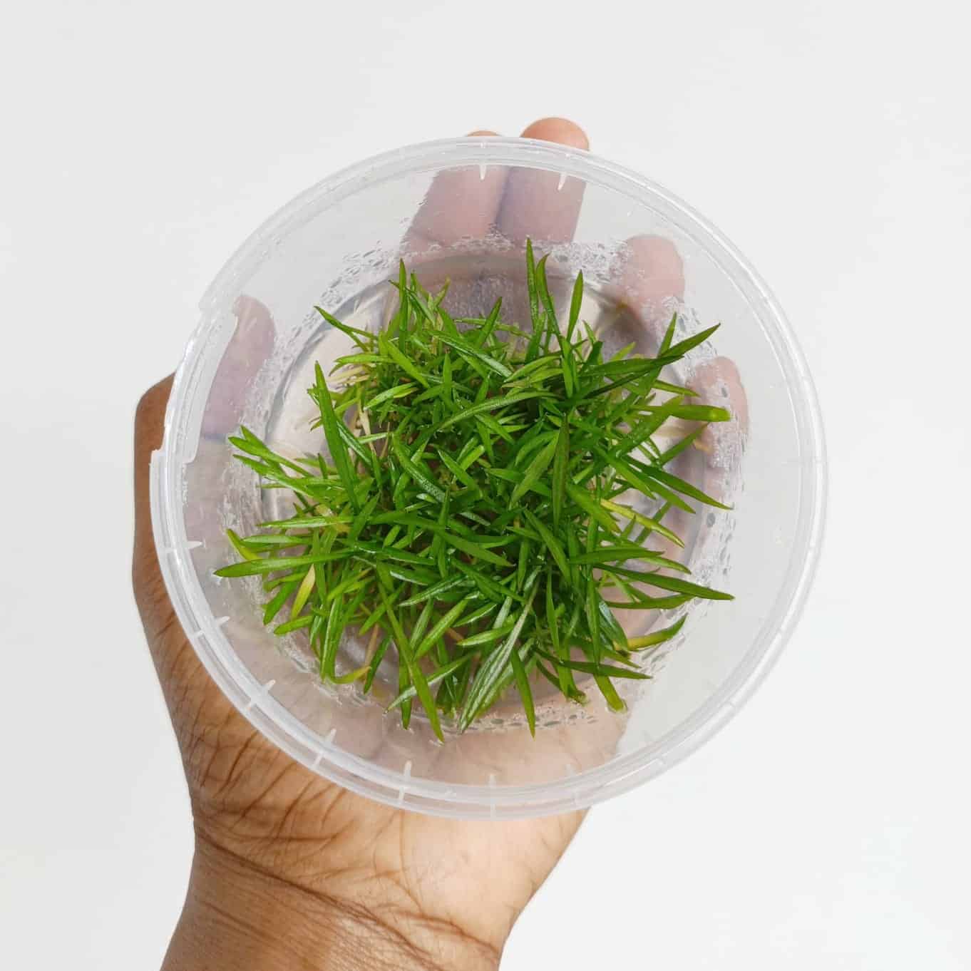 Jumbo sized TC cup- Cryptocoryne willisii (Tissue Culture cup) - Image 2