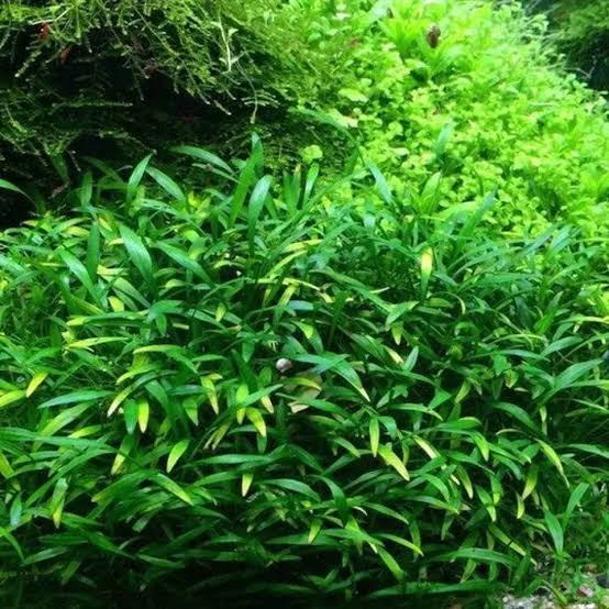 Jumbo sized TC cup- Cryptocoryne willisii (Tissue Culture cup)