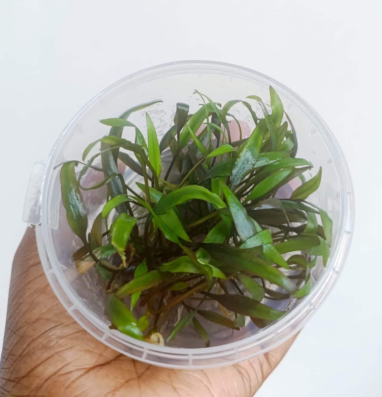 Jumbo sized TC cup- Cryptocoryne wendtii brown (Tissue Culture cup) - Image 4