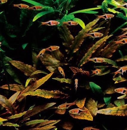 Jumbo sized TC cup- Cryptocoryne wendtii brown (Tissue Culture cup) - Image 3