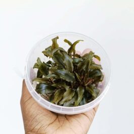 Jumbo sized TC cup- Cryptocoryne walkeri (Tissue Culture cup)