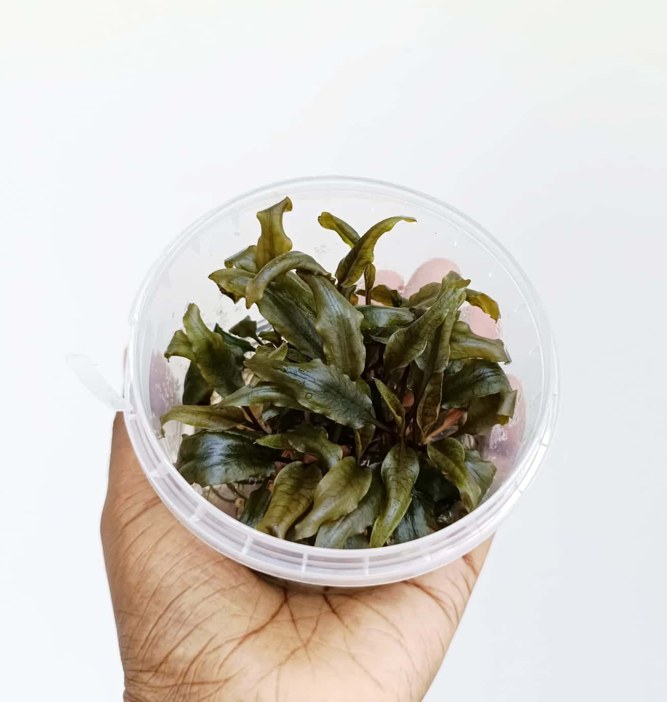 Jumbo sized TC cup- Cryptocoryne walkeri (Tissue Culture cup) - Image 2