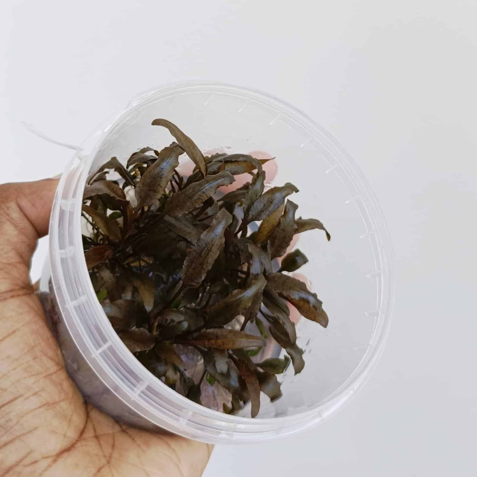 Jumbo sized TC cup- Cryptocoryne walkeri (Tissue Culture cup) - Image 3