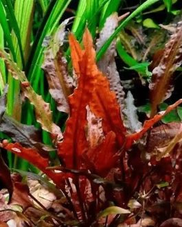 Jumbo sized TC cup- Cryptocoryne walkeri (Tissue Culture cup)