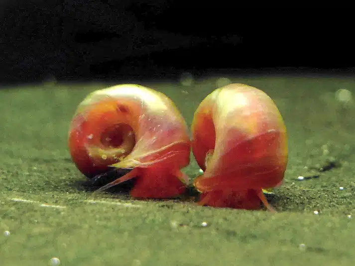 Red Ramshorn snail ( 10 nos) - Image 3
