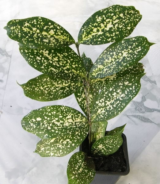 Gold dust dracaena/Dracaena surculosa (Single Plant) - Image 4