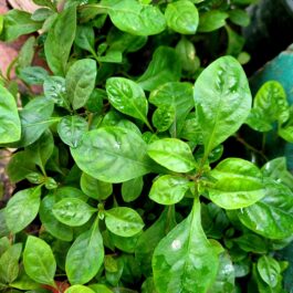 Dwarf copperleaf spinach/Ponnanganni cheera ( 7 rooted stems-edible)