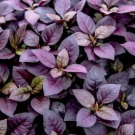 Dwarf copperleaf spinach/Ponnanganni cheera ( 7 rooted stems-edible)