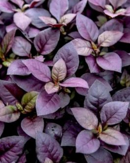 Dwarf copperleaf spinach/Ponnanganni cheera ( 7 rooted stems-edible)