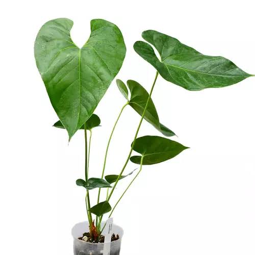 Anthurium Watermaliense (Jiffy sized) - Image 4