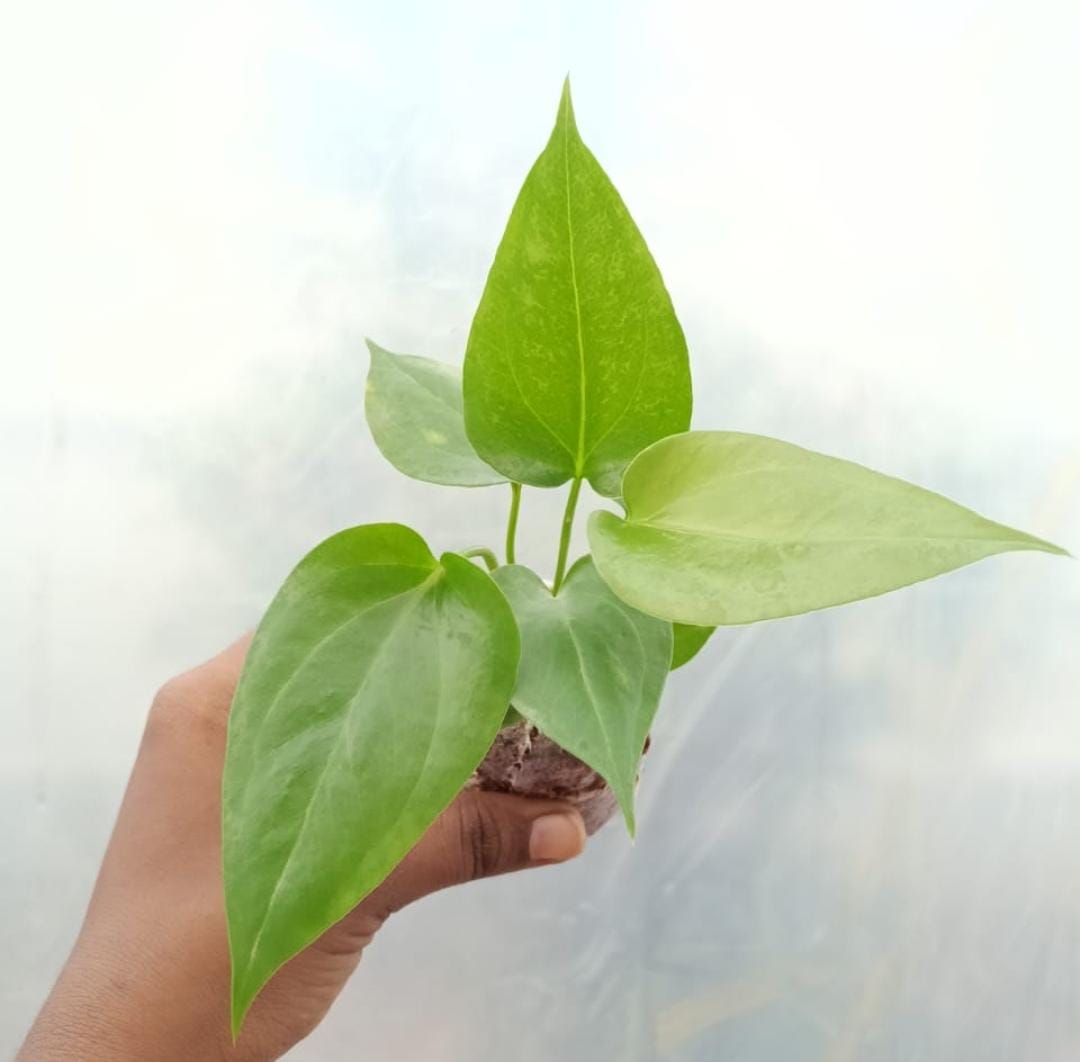 Anthurium Watermaliense (Jiffy sized) - Image 5