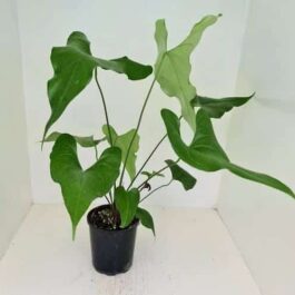 Anthurium Watermaliense (Jiffy sized)