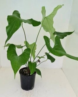 Anthurium Watermaliense (Jiffy sized)
