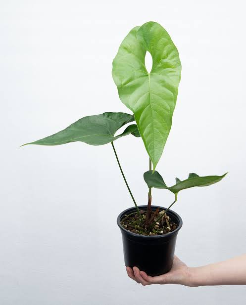 Anthurium Watermaliense (Jiffy sized) - Image 3