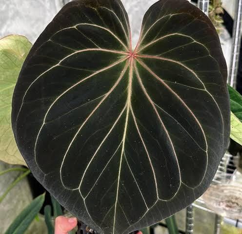 Anthurium King of Spades (jiffy sized) - Image 7