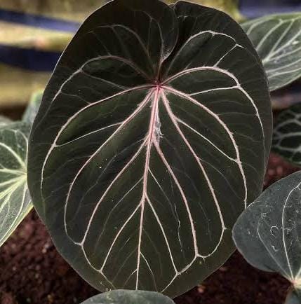 Anthurium King of Spades (jiffy sized) - Image 6