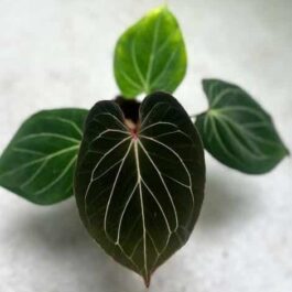 Anthurium King of Spades (jiffy sized)