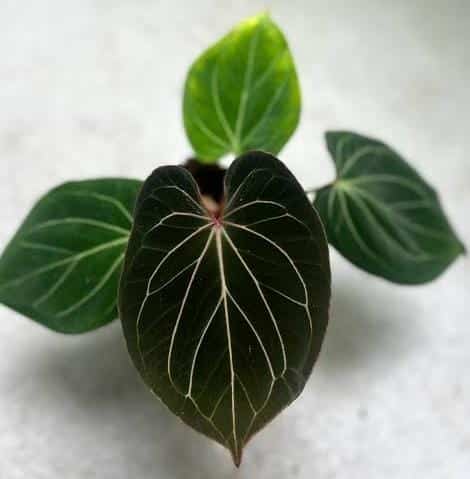 Anthurium King of Spades (jiffy sized)