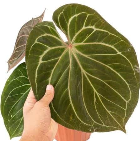 Anthurium King of Spades (jiffy sized) - Image 4