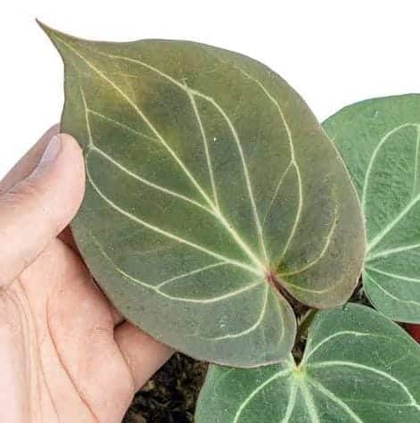 Anthurium King of Spades (jiffy sized) - Image 5