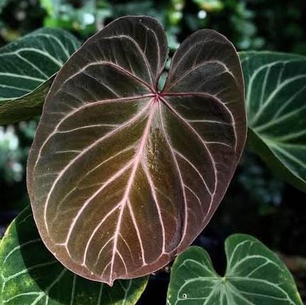 Anthurium King of Spades (jiffy sized) - Image 3
