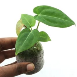 Anthurium King of Spades (jiffy sized)