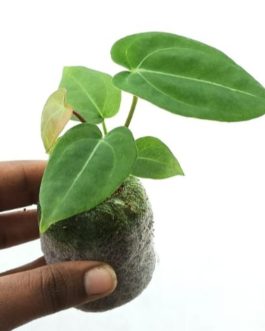 Anthurium King of Spades (jiffy sized)