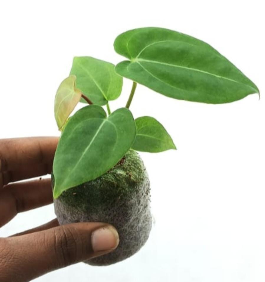 Anthurium King of Spades (jiffy sized) - Image 2