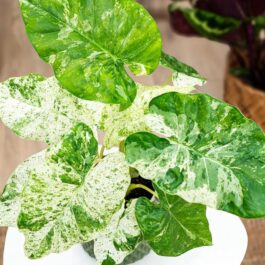 Alocasia macrorrhizos Camouflage (jiffy sized)