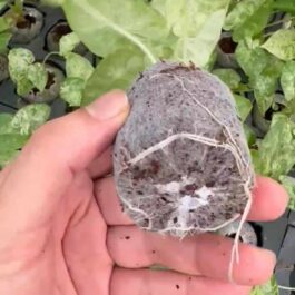 Alocasia macrorrhizos Camouflage (jiffy sized)