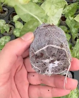 Alocasia macrorrhizos Camouflage (jiffy sized)