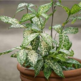 Gold dust dracaena/Dracaena surculosa (Single Plant)