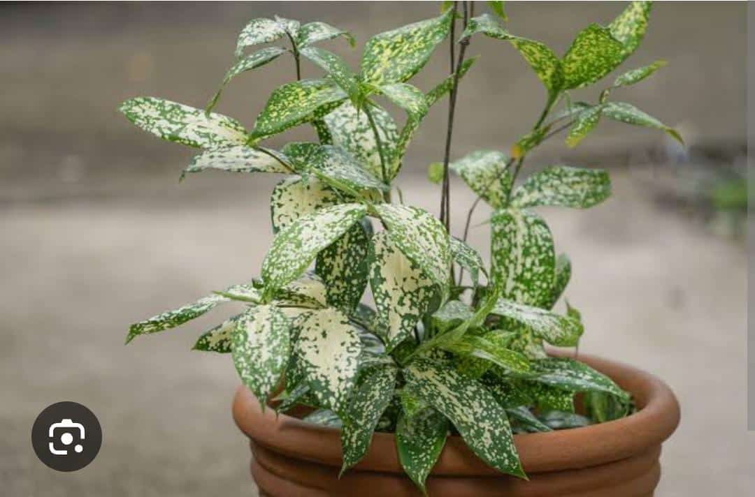 Gold dust dracaena/Dracaena surculosa (Single Plant)