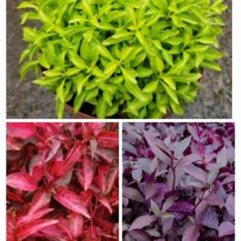 Alternanthera mixed stems combo ( grenadine, green, dentata ) total 10 stems