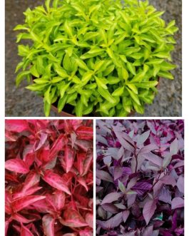 Alternanthera mixed stems  combo ( grenadine, green,  dentata ) total 10 stems