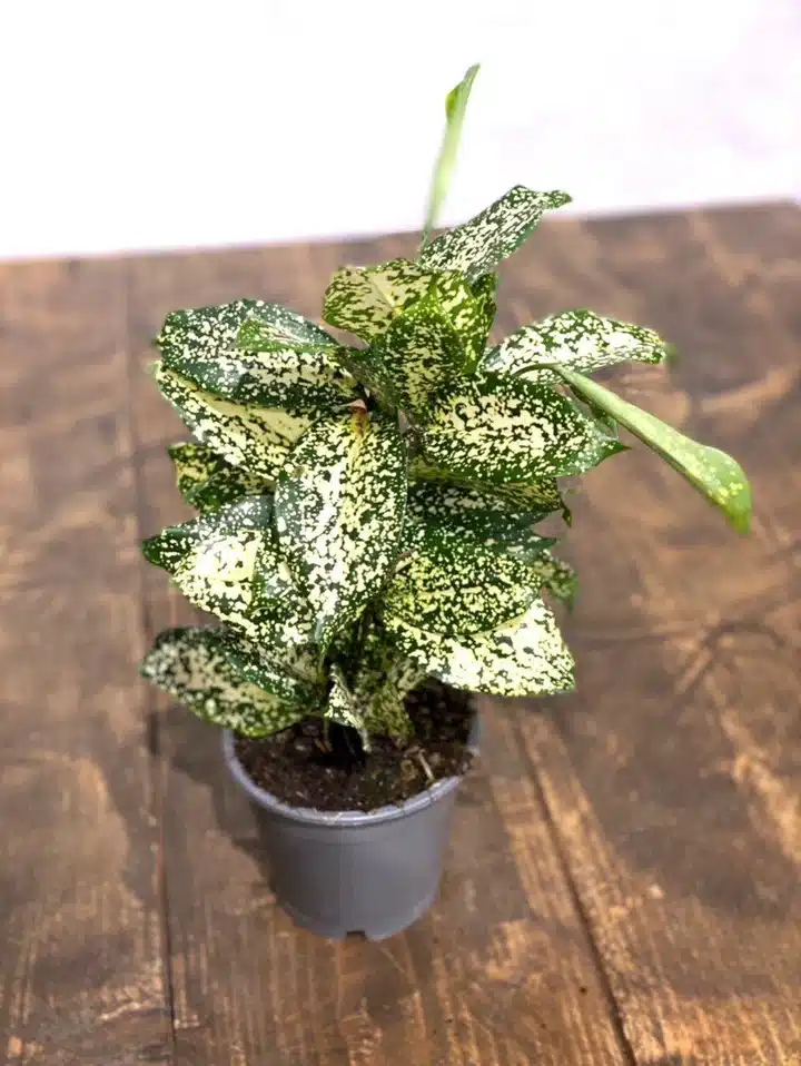 Gold dust dracaena/Dracaena surculosa (Single Plant) - Image 3